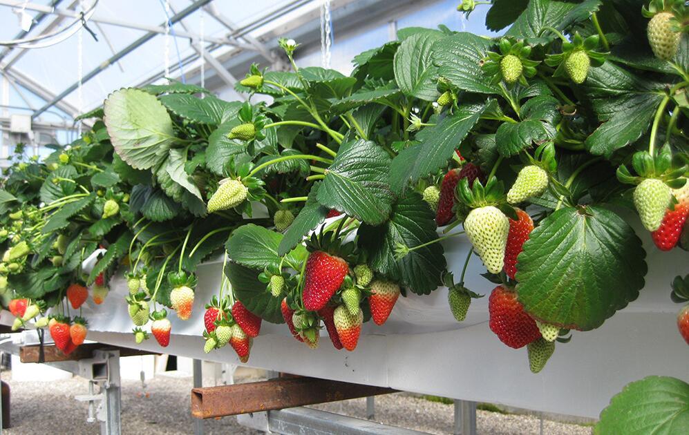 ココピートグローバッグ　-　ココハイテック